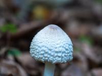 Kleiner weißer Pilz mit grauer Hutspitze